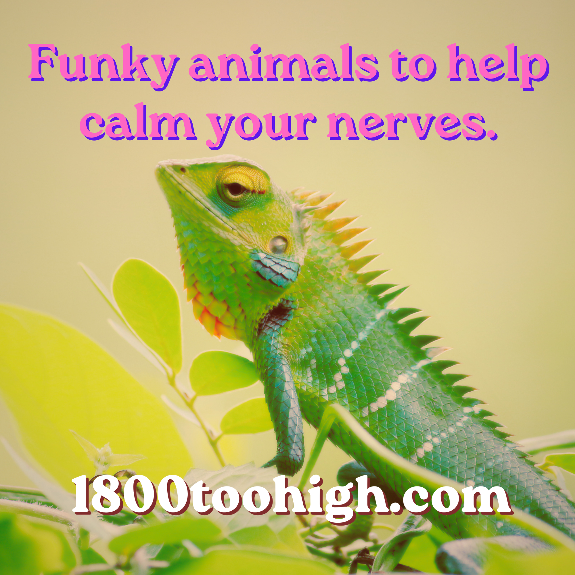 Funky animals to help calm your nerves